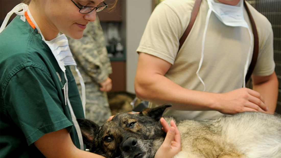 Your Quickest Path to Becoming a Vet Assistant